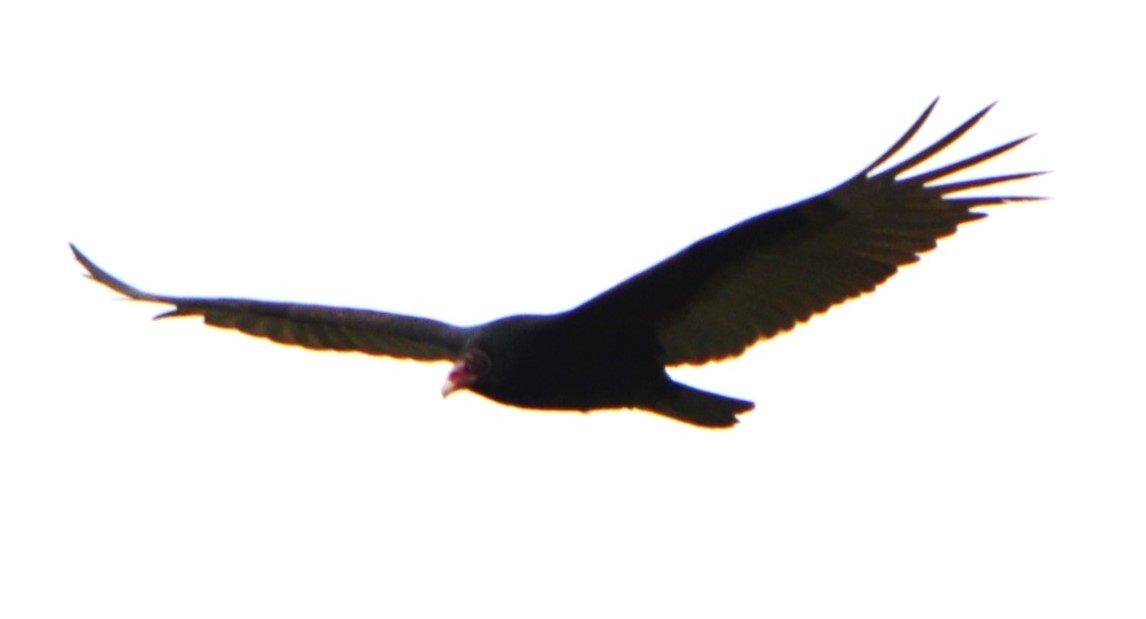 Turkey Vulture - ML618727678
