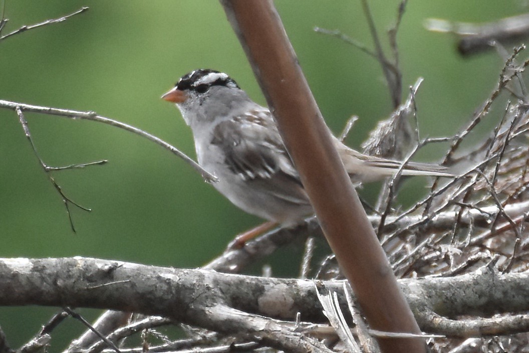 White-crowned Sparrow - ML618727726