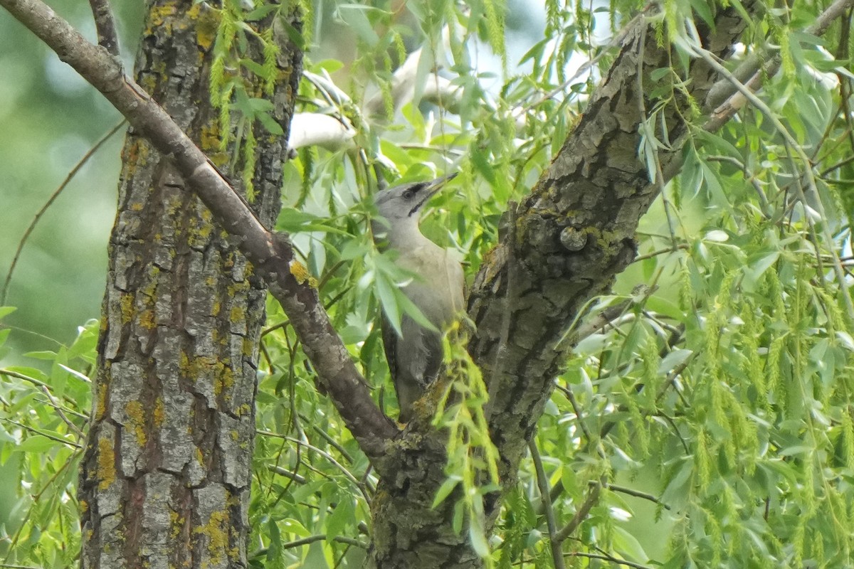 Gray-headed Woodpecker - ML618727770