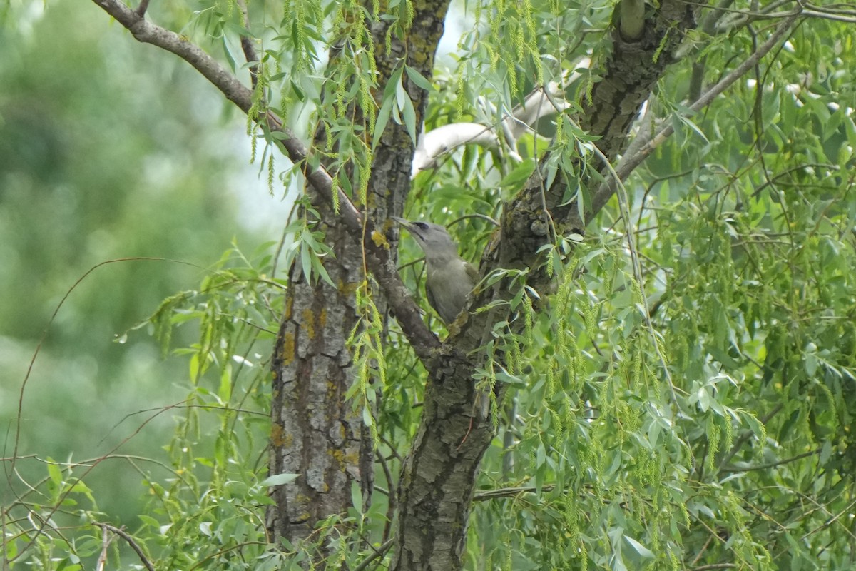Gray-headed Woodpecker - ML618727771