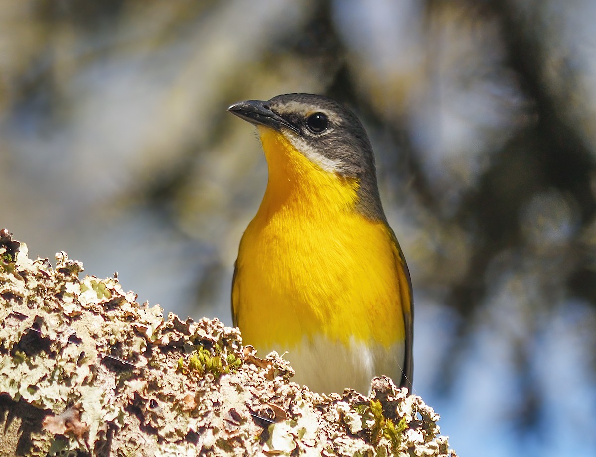 Yellow-breasted Chat - ML618727781