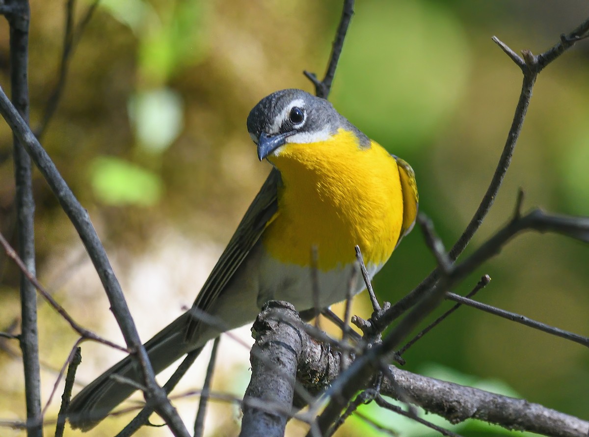 Yellow-breasted Chat - ML618727782