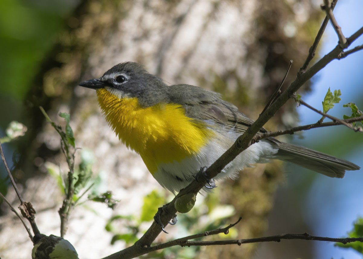 Yellow-breasted Chat - ML618727783