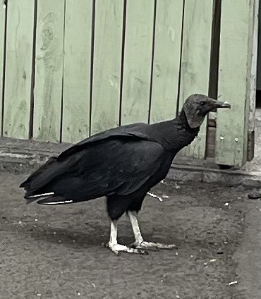 Black Vulture - ML618727785