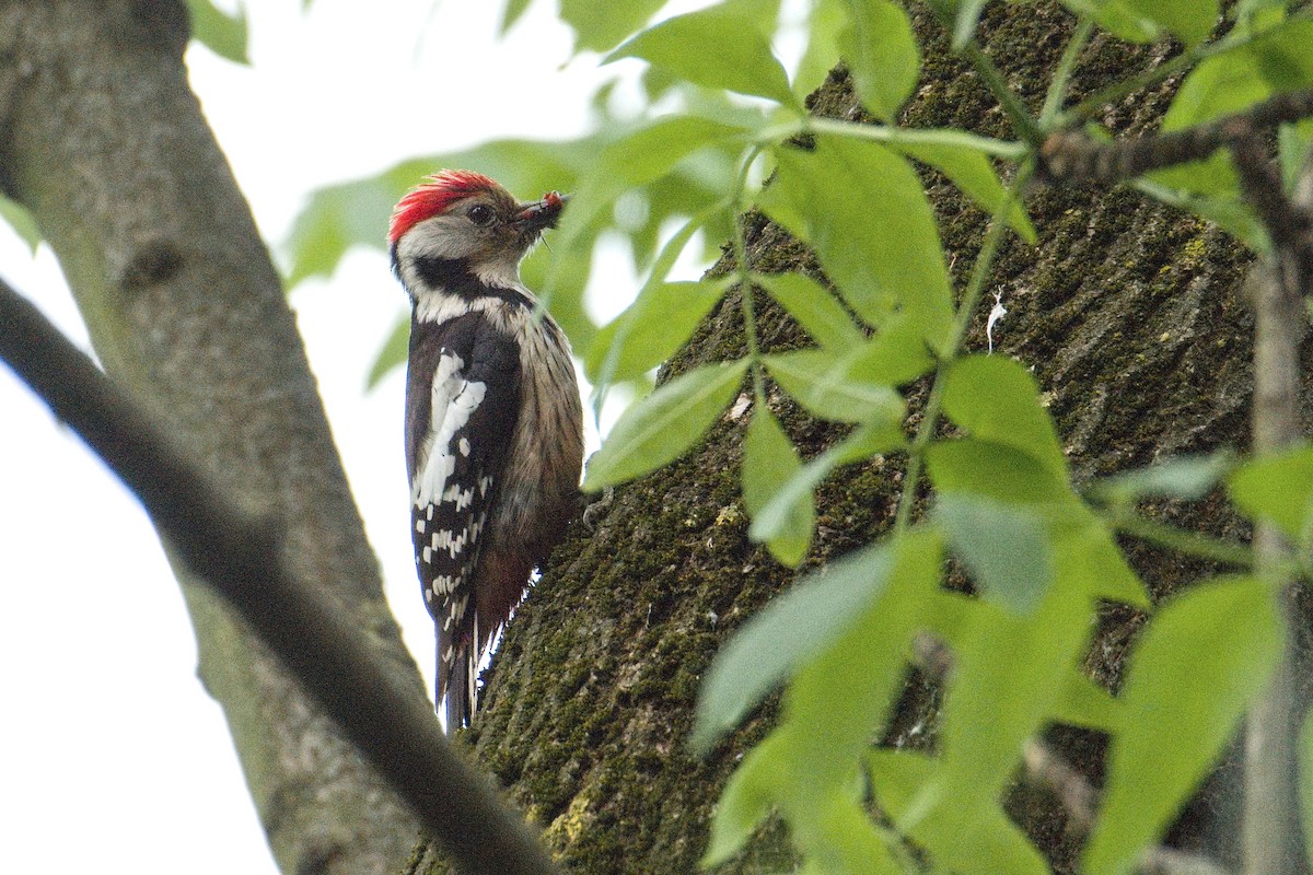 Middle Spotted Woodpecker - ML618727787