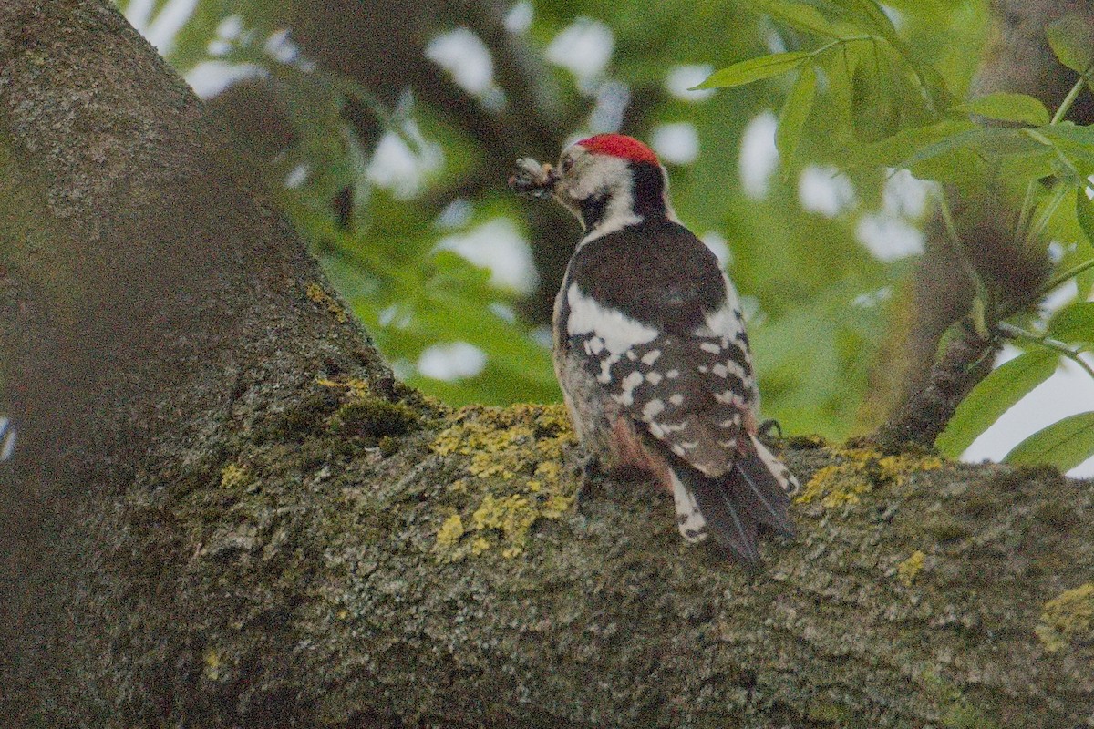 Middle Spotted Woodpecker - ML618727794