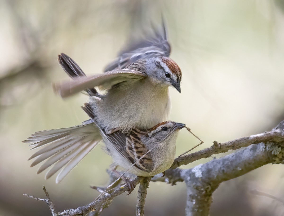 Chipping Sparrow - ML618727795