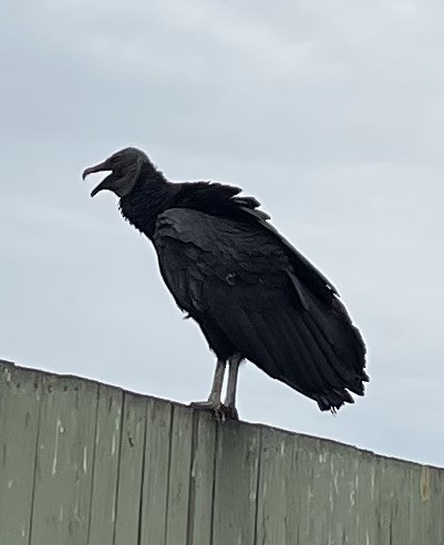 Black Vulture - ML618727800