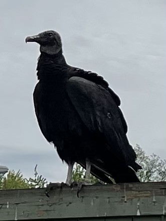 Black Vulture - ML618727810