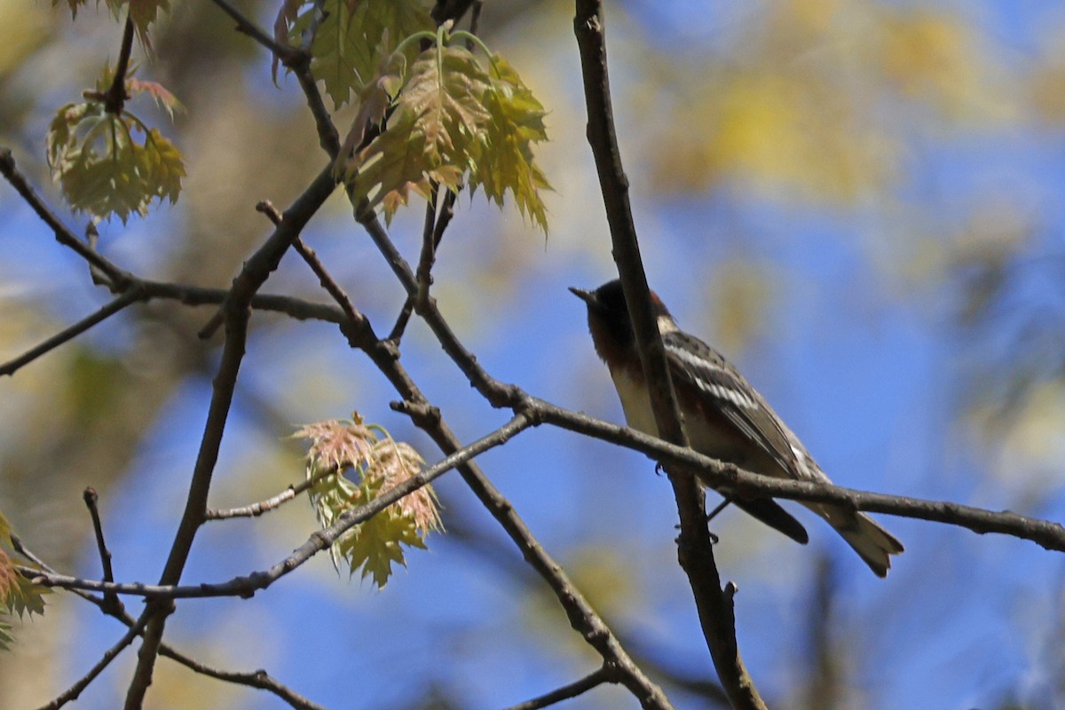 Bay-breasted Warbler - ML618727825