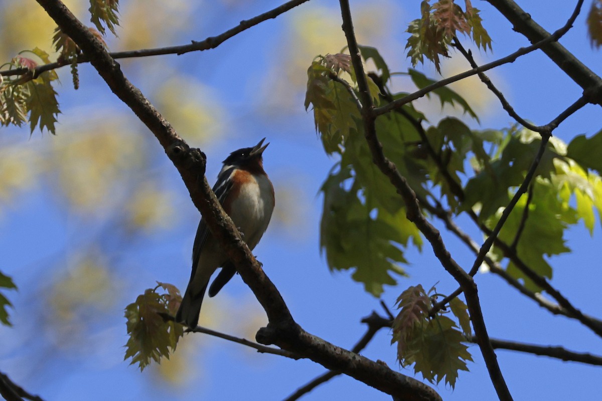 Bay-breasted Warbler - ML618727836
