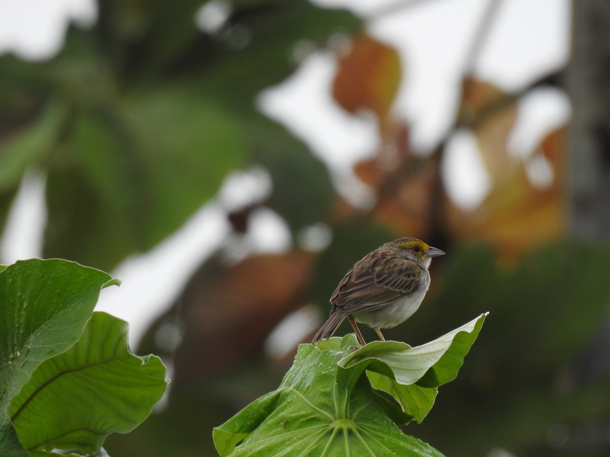 Yellow-browed Sparrow - ML618727874
