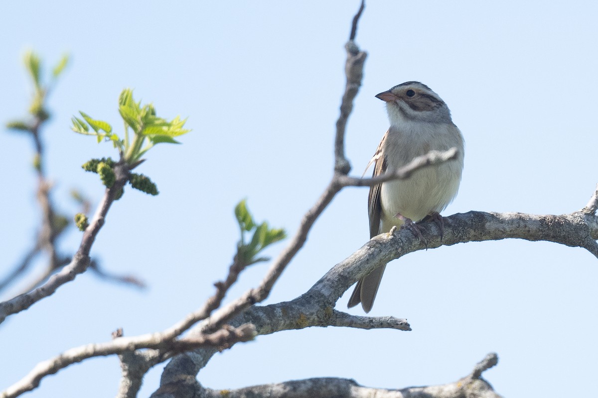 Clay-colored Sparrow - ML618727891