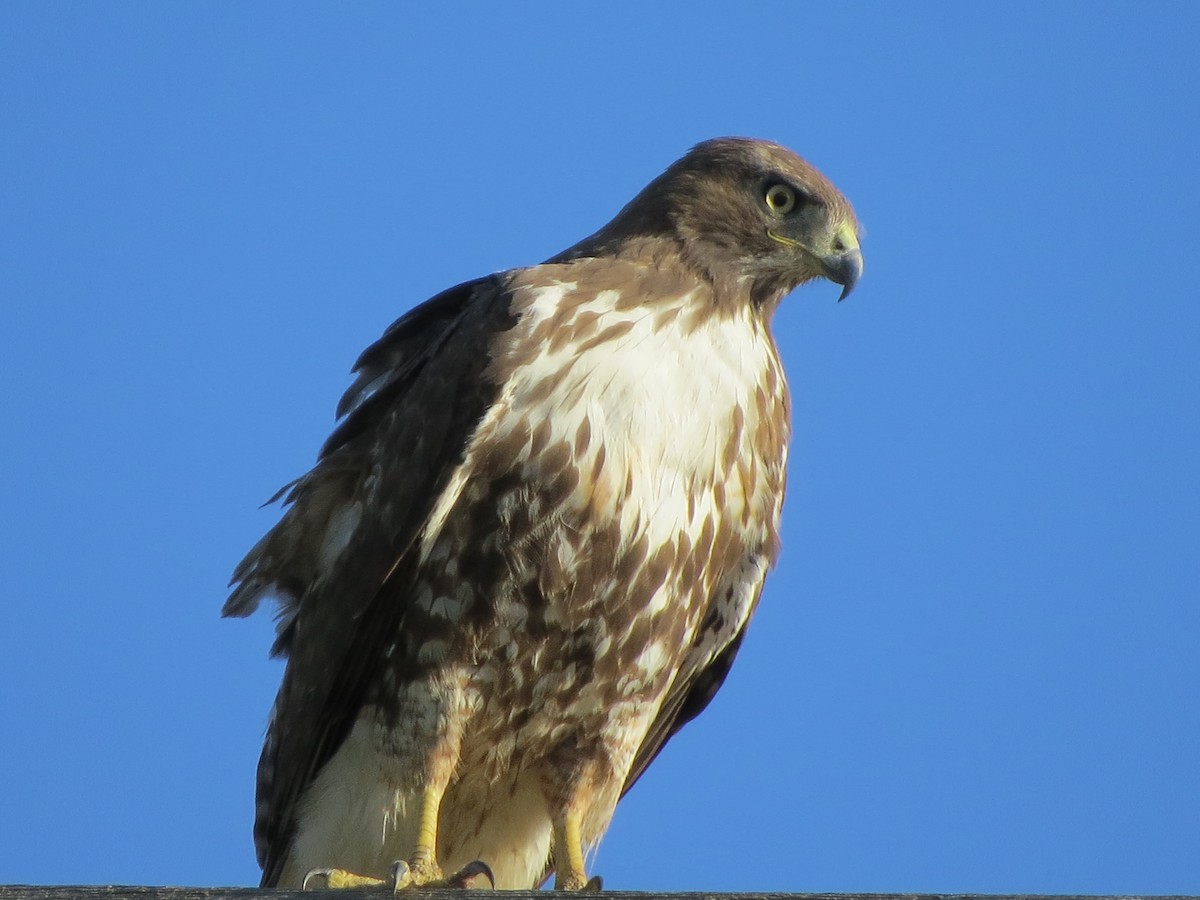 Red-tailed Hawk - ML618727924