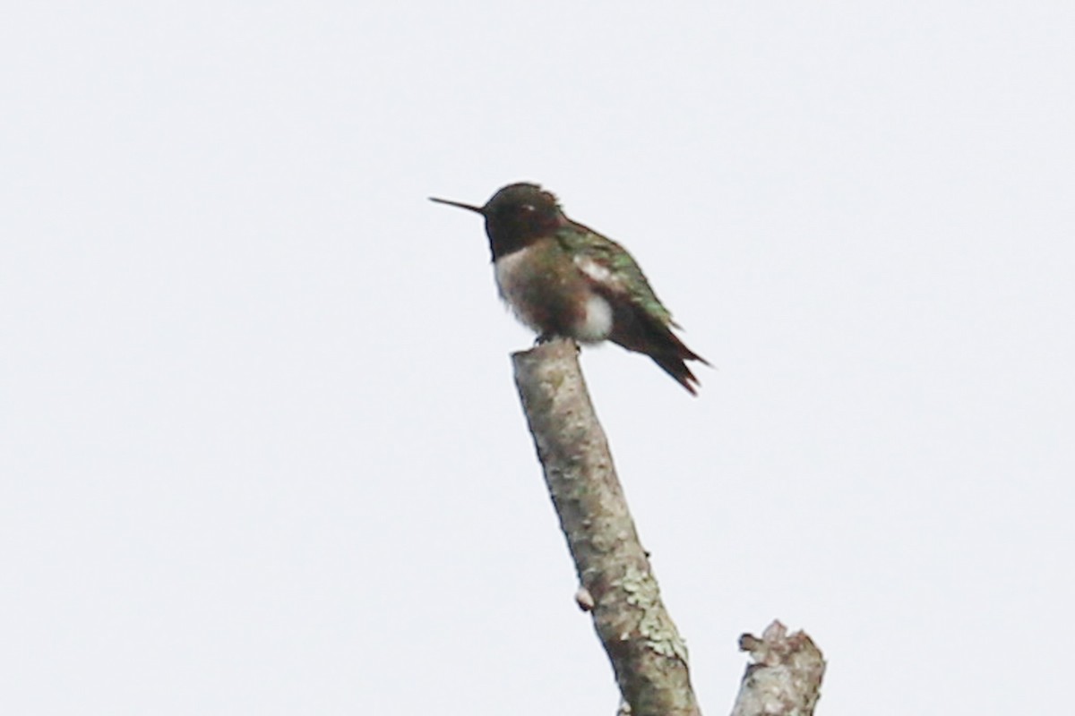 Ruby-throated Hummingbird - ML618727925
