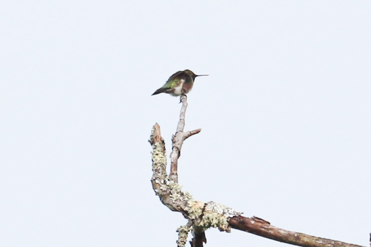 Ruby-throated Hummingbird - ML618727926