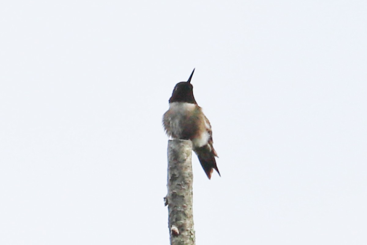 Ruby-throated Hummingbird - ML618727928