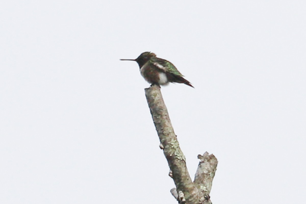 Ruby-throated Hummingbird - ML618727929