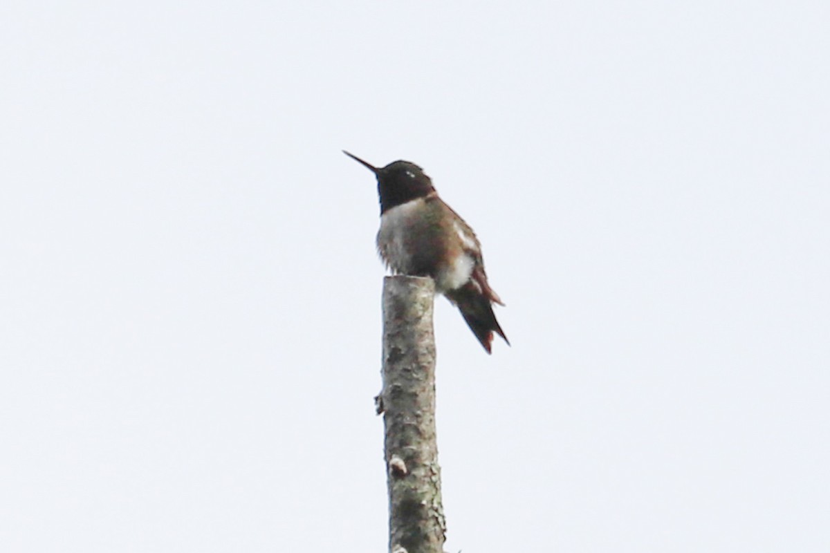 Ruby-throated Hummingbird - ML618727930