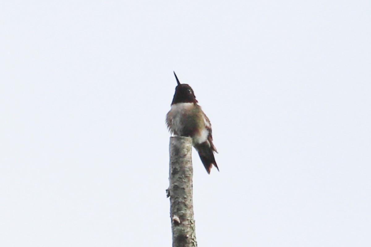Ruby-throated Hummingbird - ML618727931