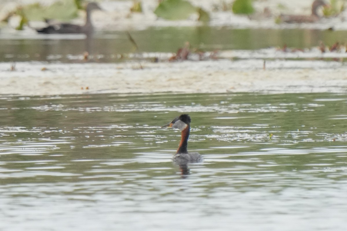 Red-necked Grebe - ML618727932