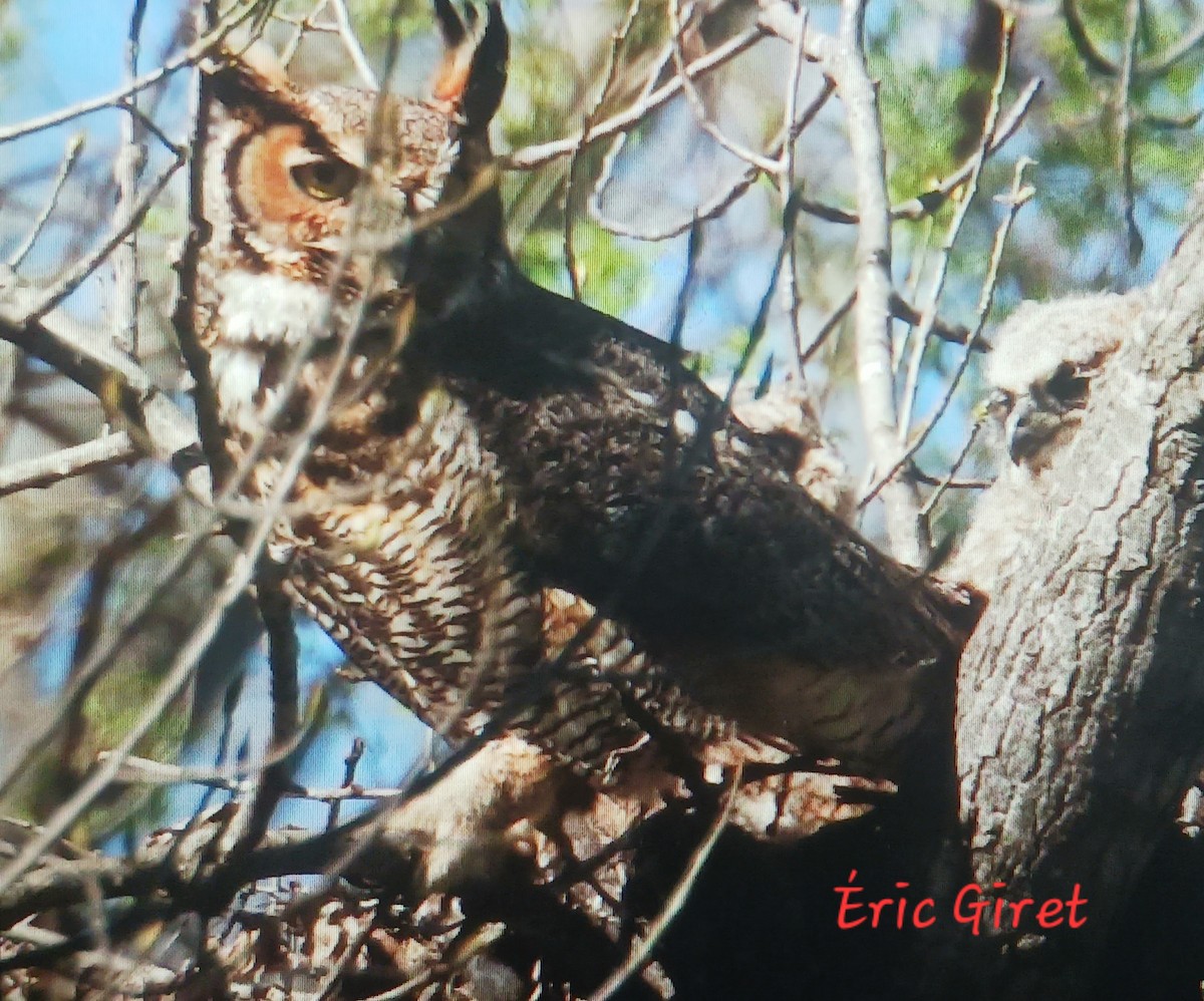 Great Horned Owl - ML618727945