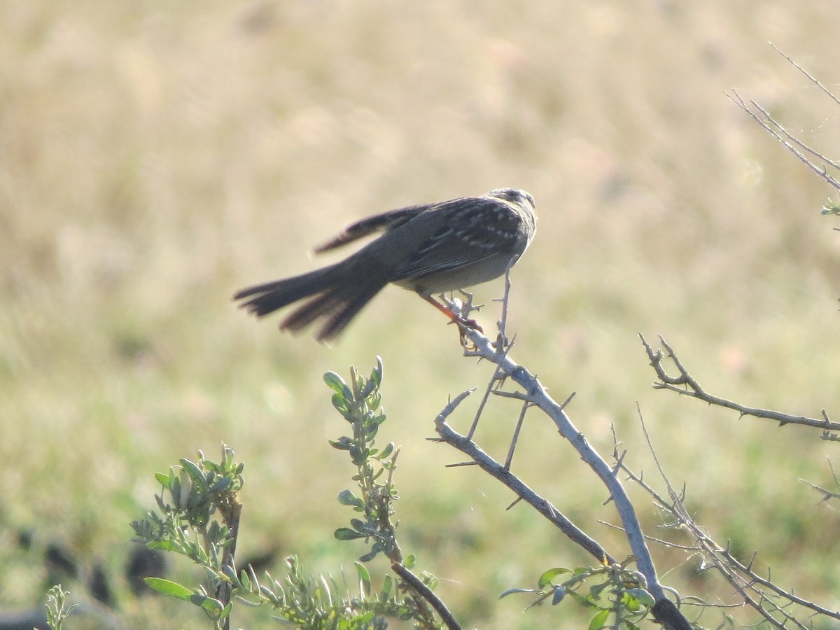 White-crowned Sparrow - ML618727948