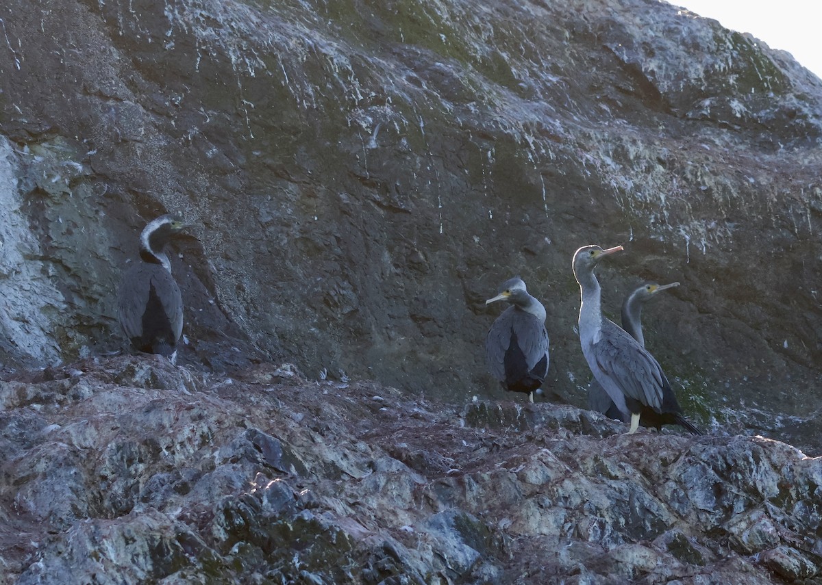 Spotted Shag - ML618727959