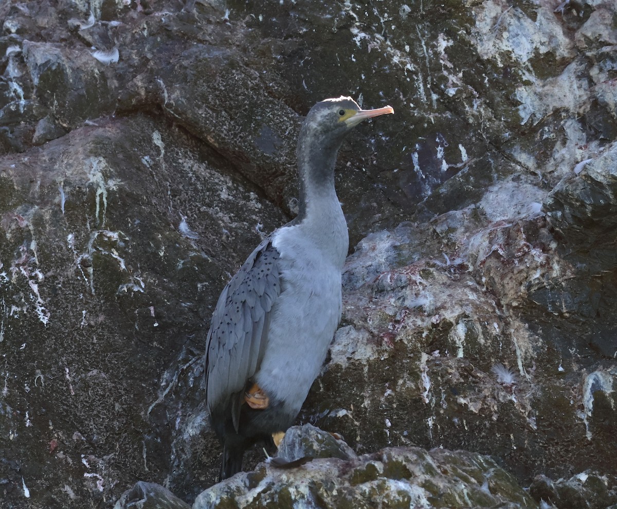 Spotted Shag - ML618727961