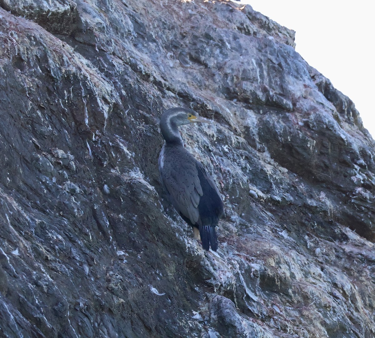 Spotted Shag - ML618727962
