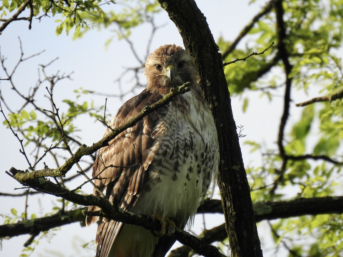 Red-tailed Hawk - ML618727966