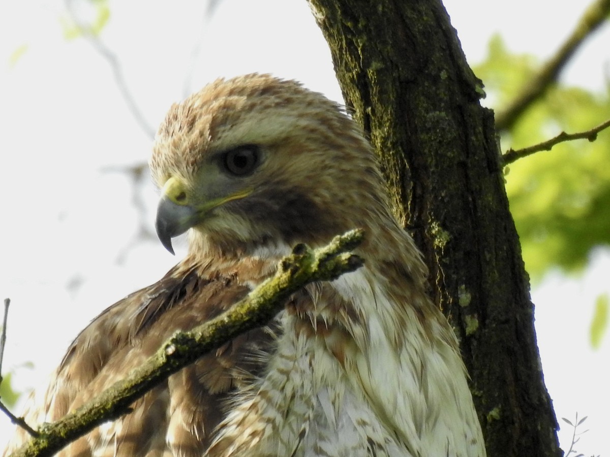 Red-tailed Hawk - ML618727967