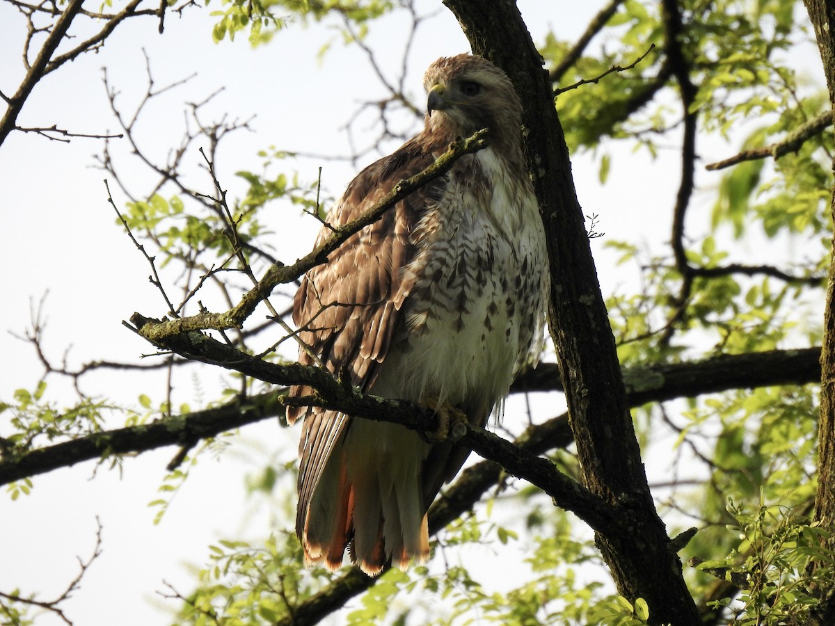 Red-tailed Hawk - ML618727968