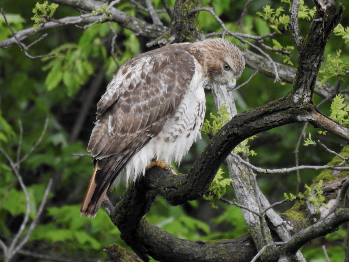 Red-tailed Hawk - ML618727969