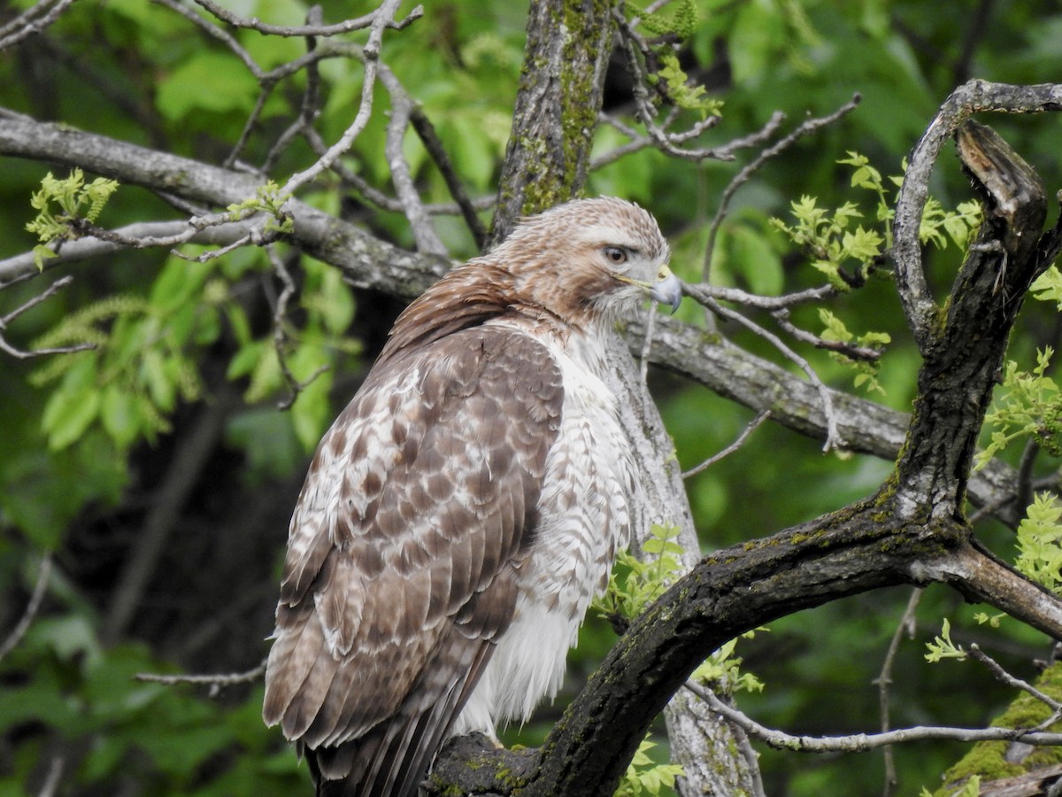Red-tailed Hawk - ML618727970