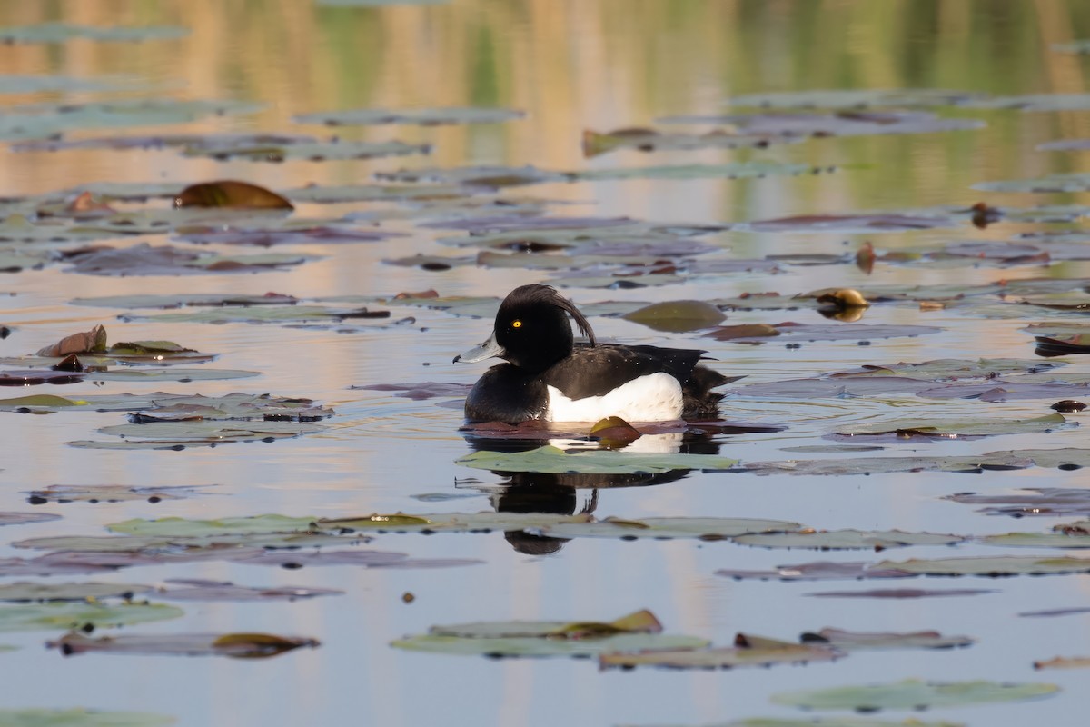 Tufted Duck - ML618727973