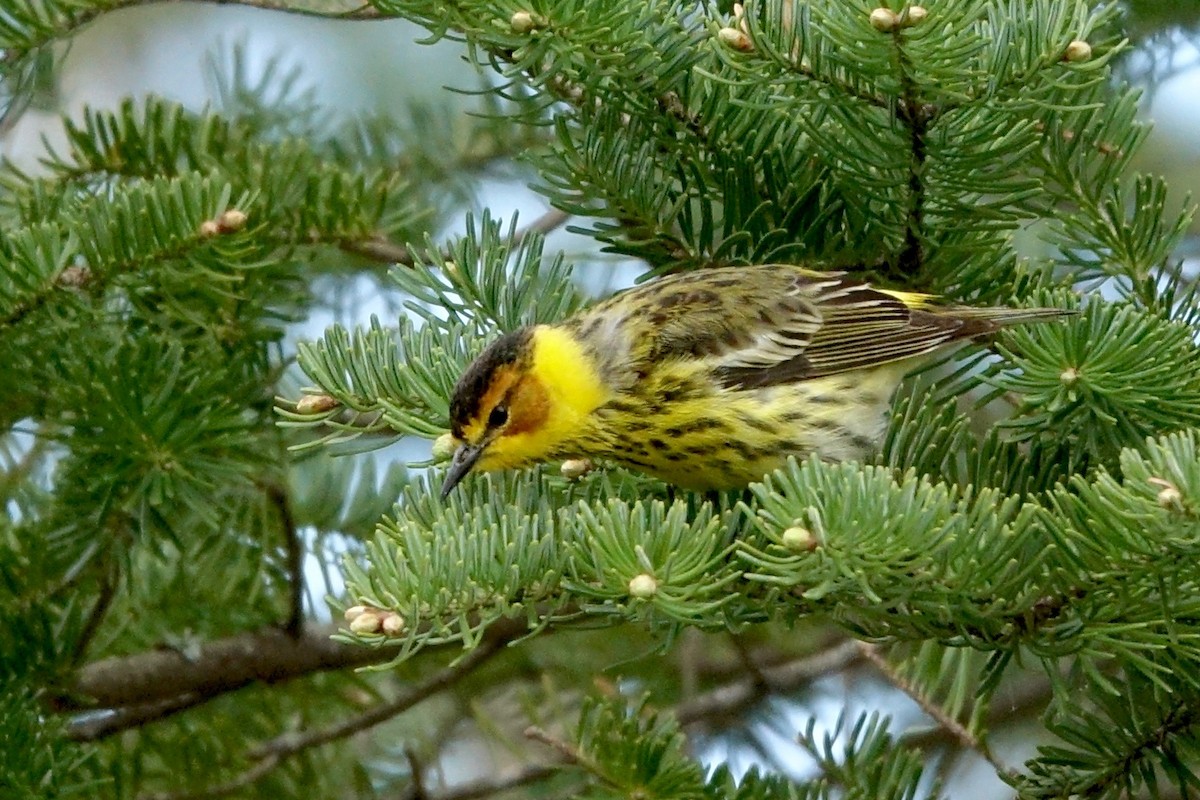 Cape May Warbler - ML618727982