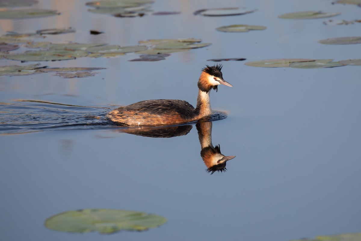 Great Crested Grebe - ML618727983