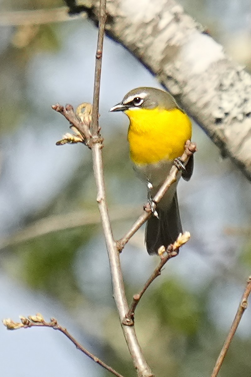 Yellow-breasted Chat - ML618727989