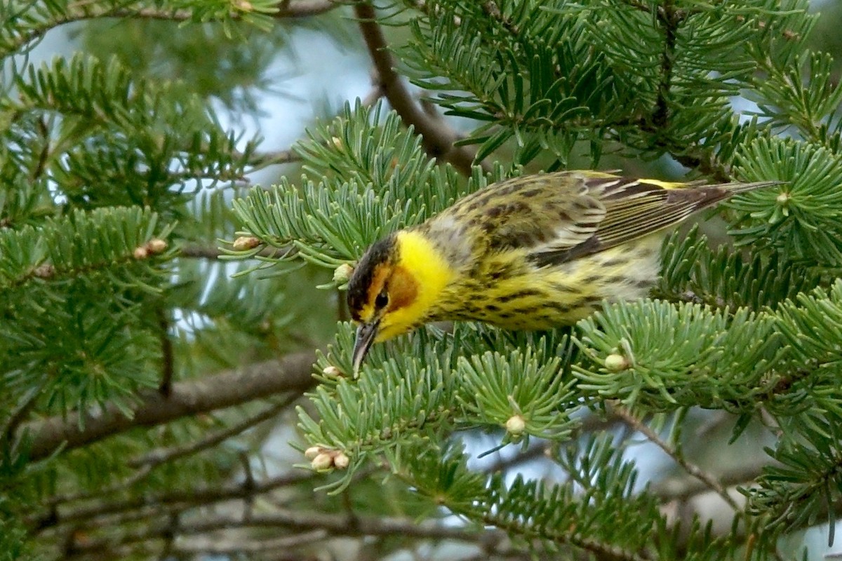 Cape May Warbler - Elaine Marie