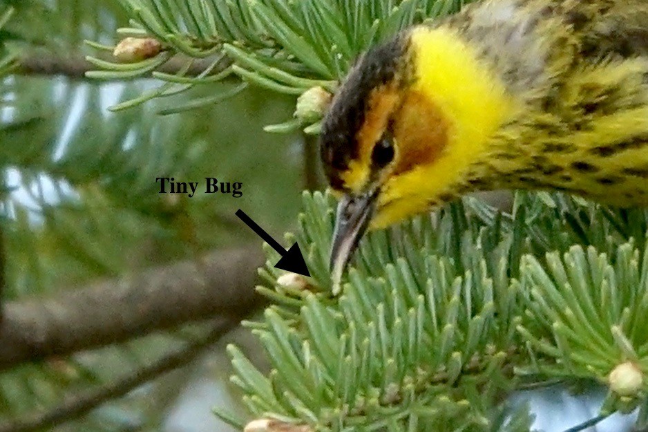 Cape May Warbler - ML618728008