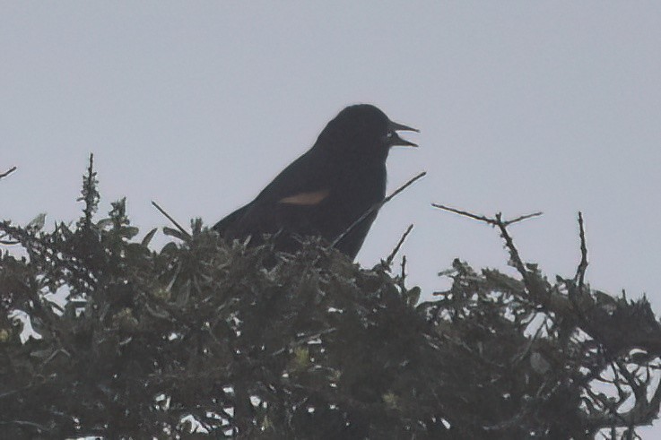 Red-winged Blackbird - ML618728013