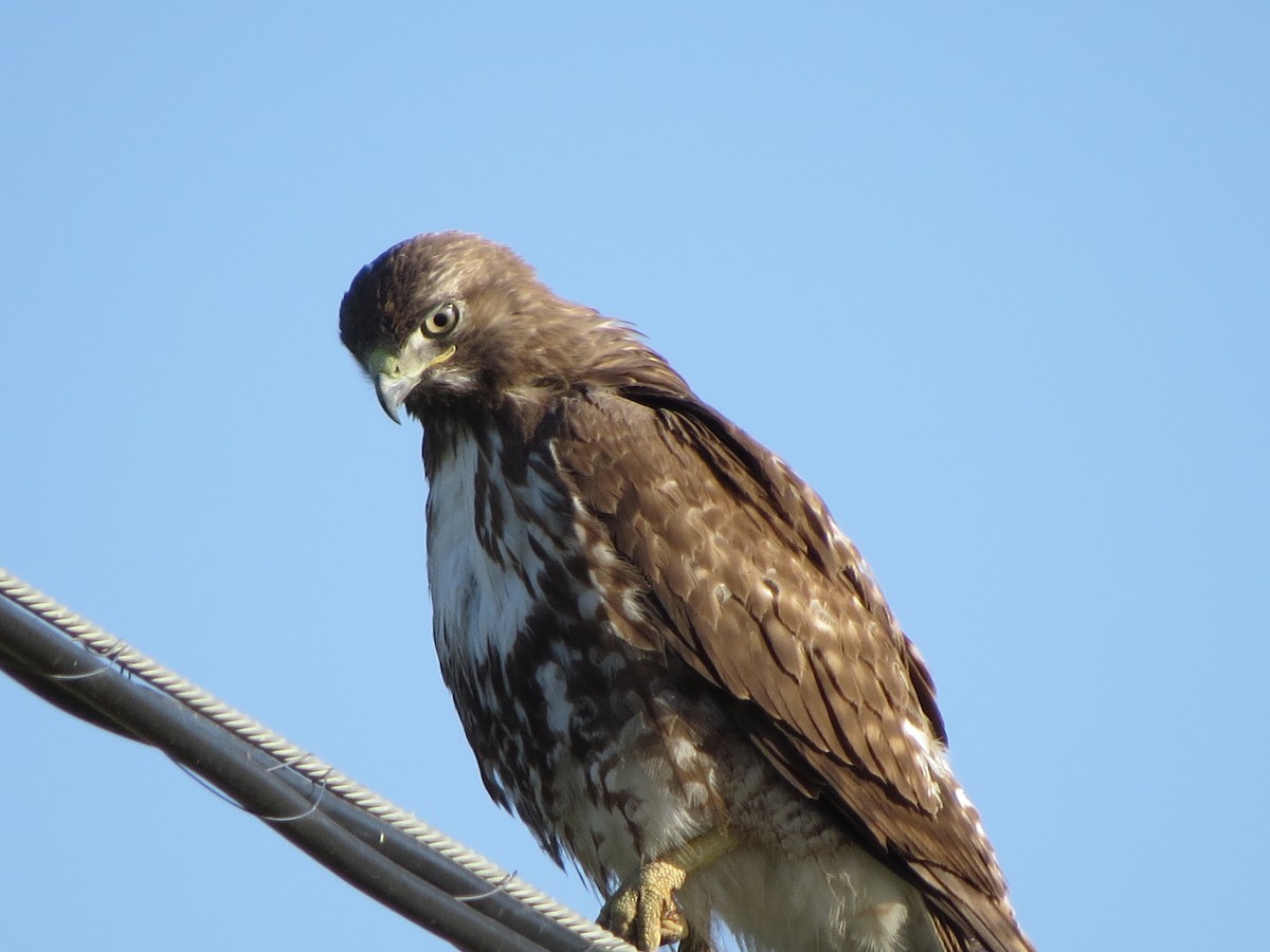 Red-tailed Hawk - ML618728026