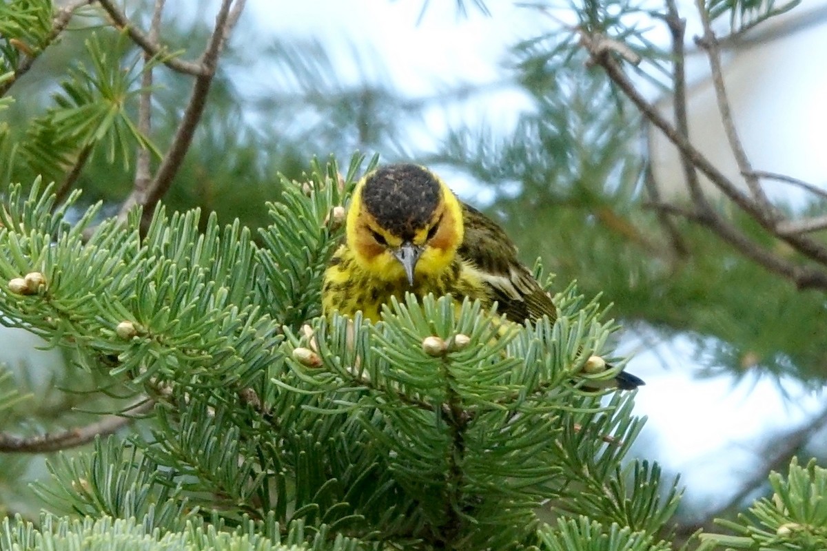 Cape May Warbler - Elaine Marie