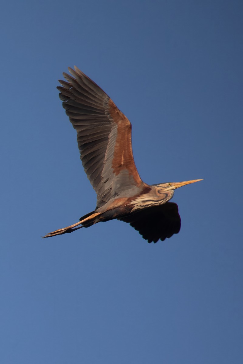 Purple Heron - Corné Pieterse