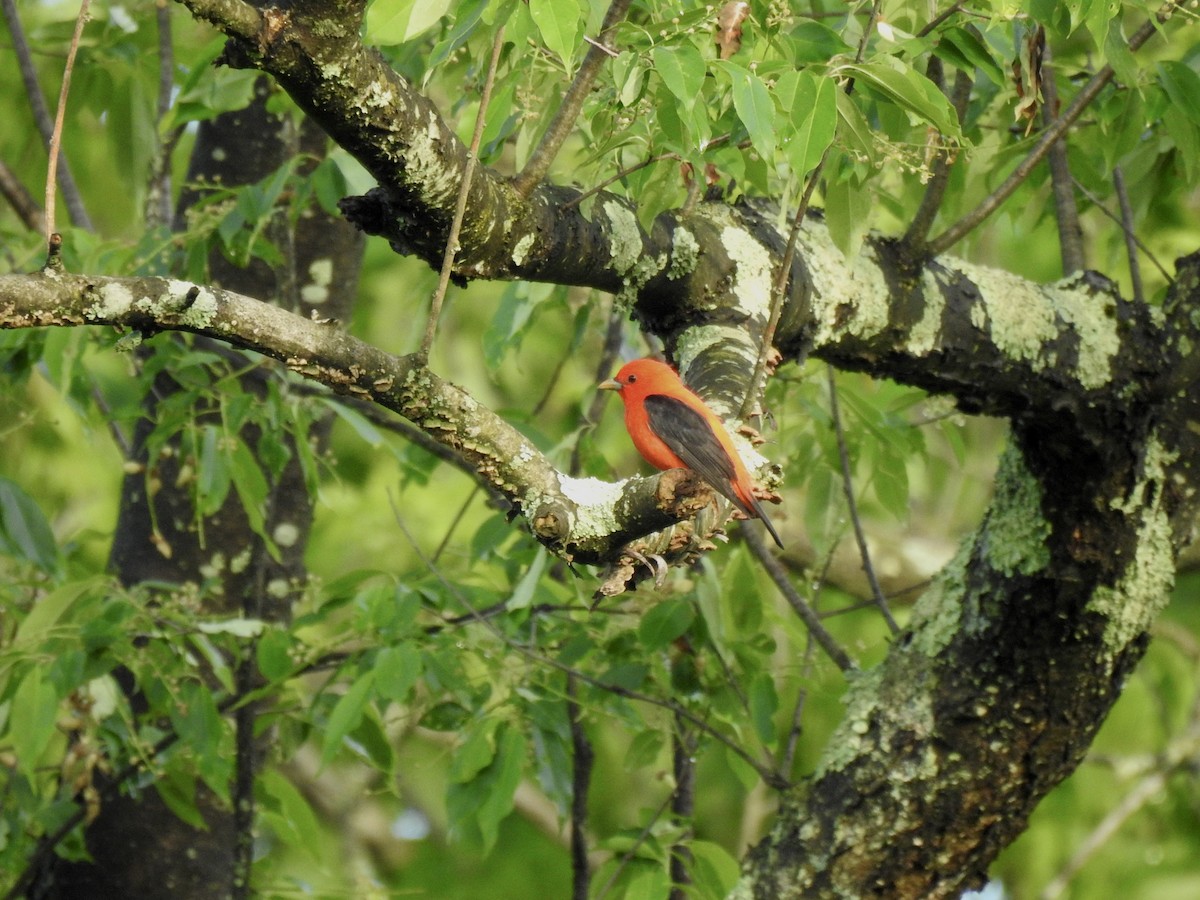 Scarlet Tanager - ML618728063