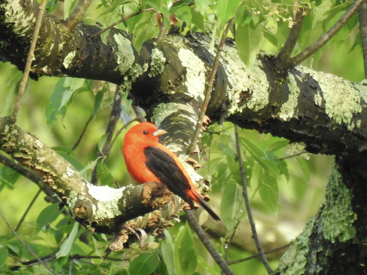 Scarlet Tanager - ML618728064