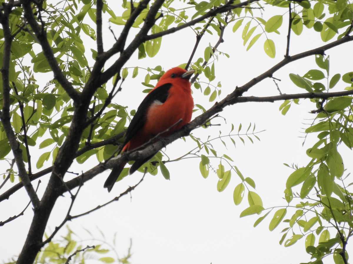 Scarlet Tanager - ML618728065