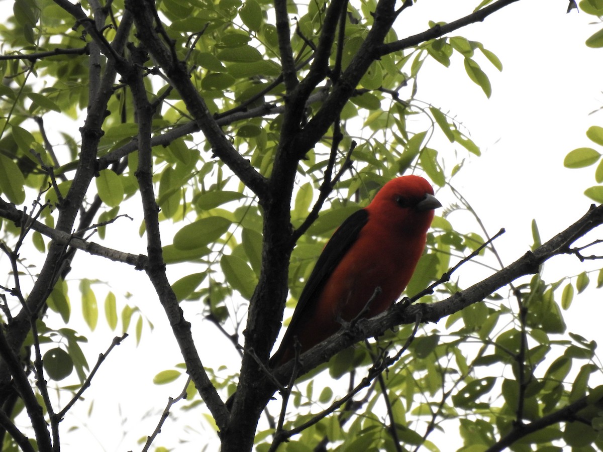 Scarlet Tanager - ML618728066