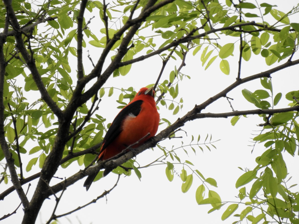 Scarlet Tanager - ML618728067